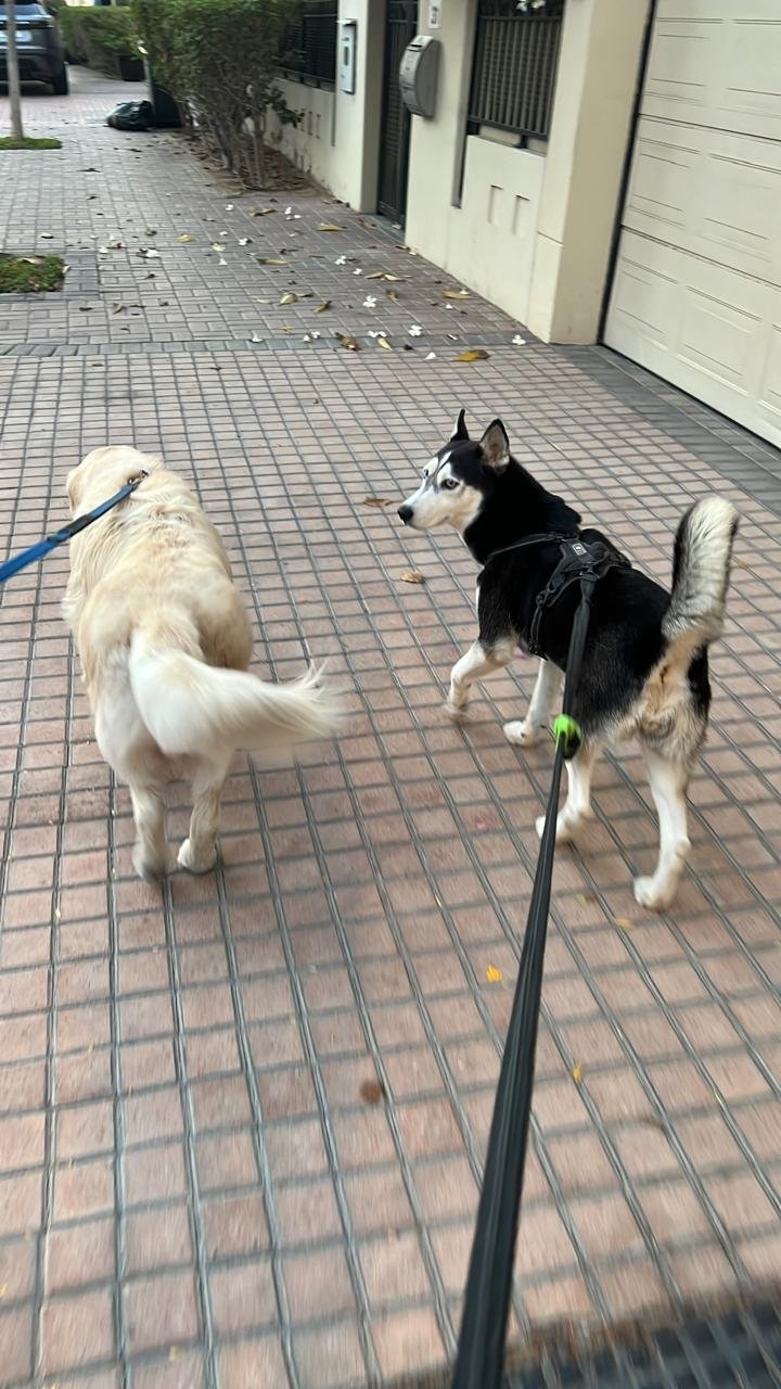 Lovely Walk Pet Care