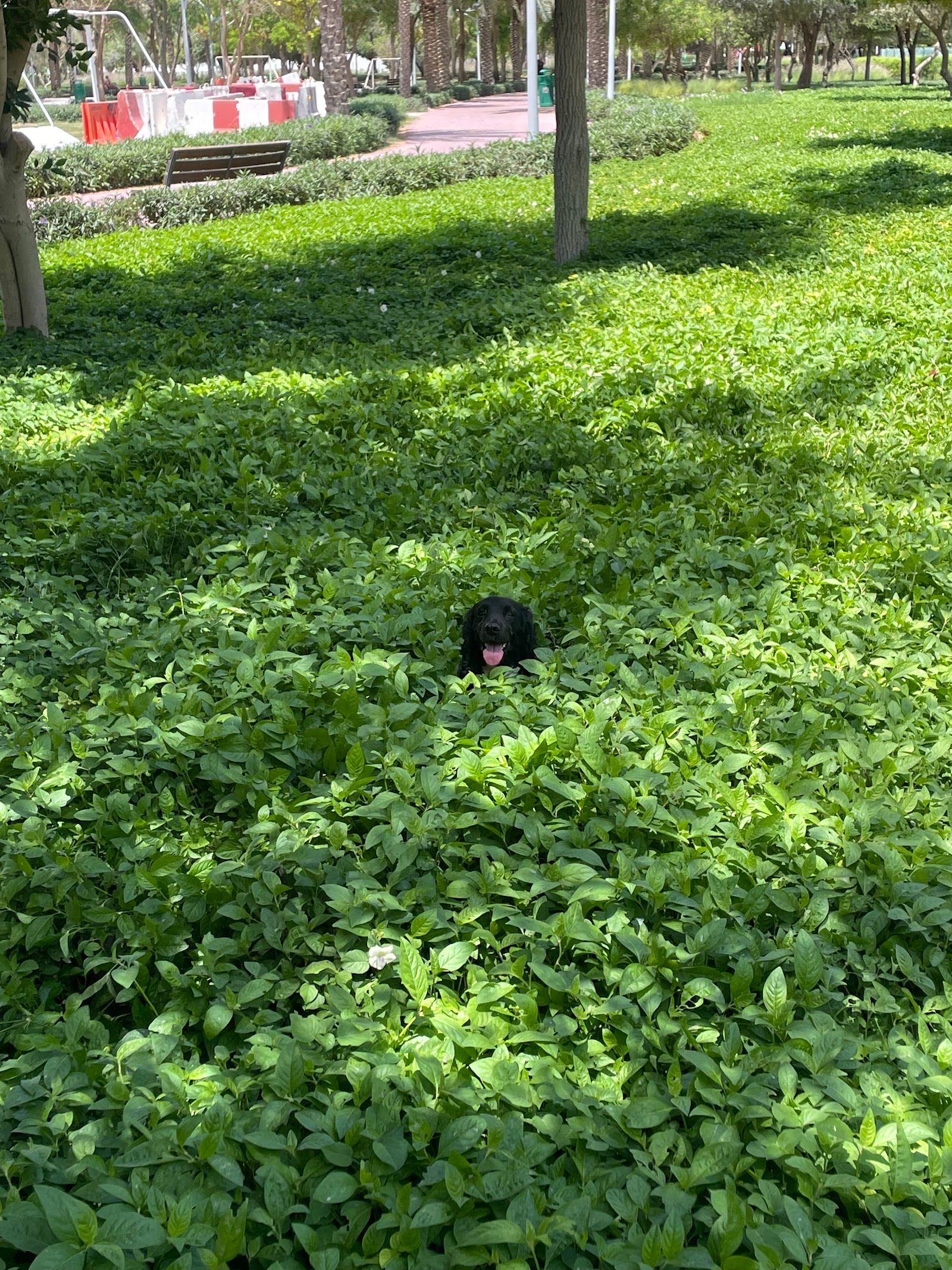 Lovely Walk Pet Care 3
