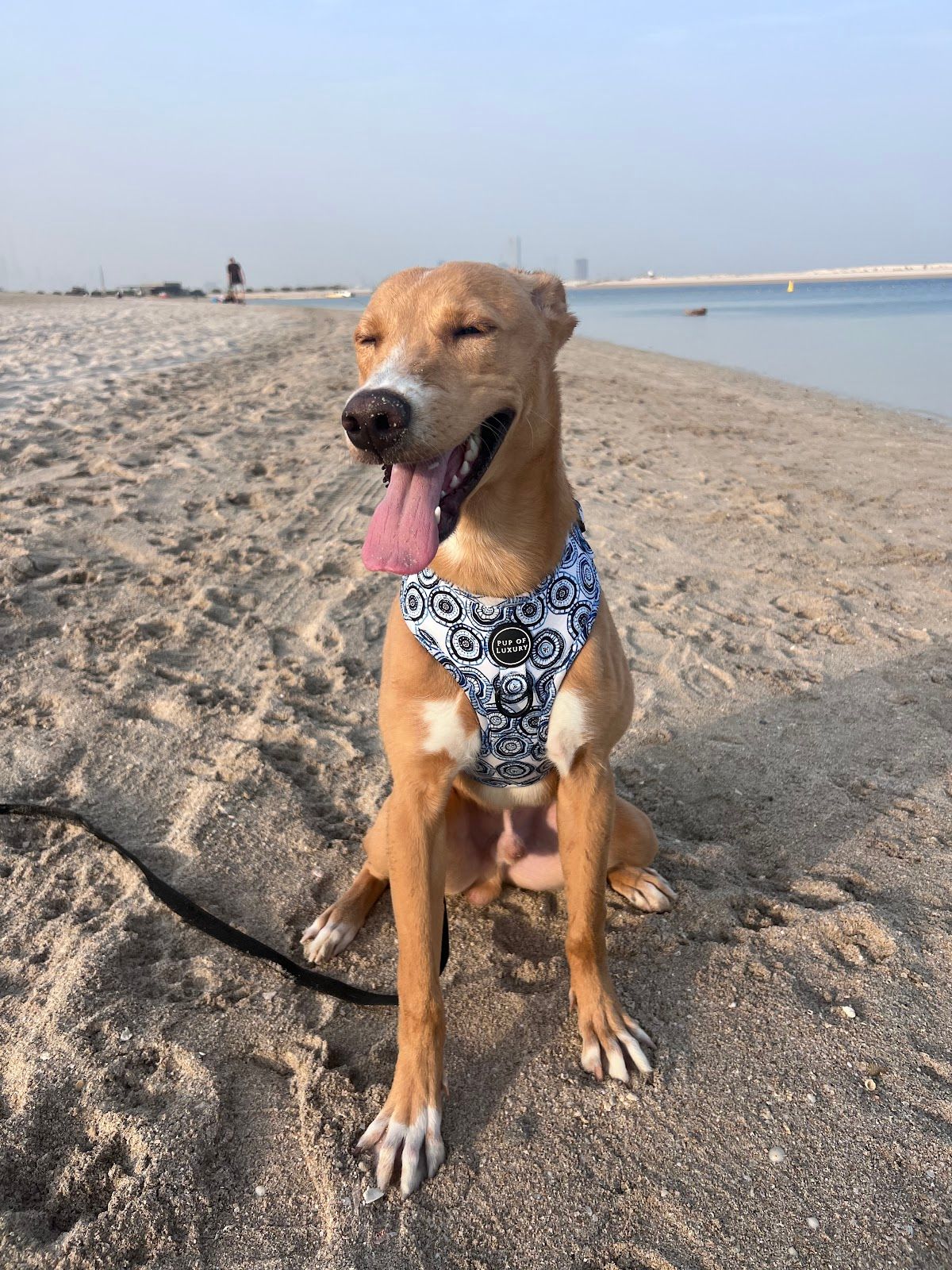Pup Of Luxury 2