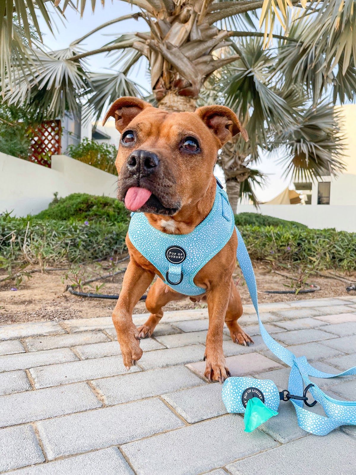 Pup Of Luxury 3