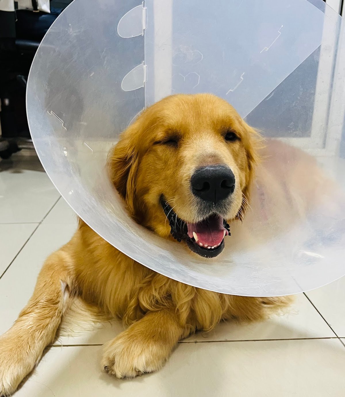 Vet in Town Veterinary Clinic