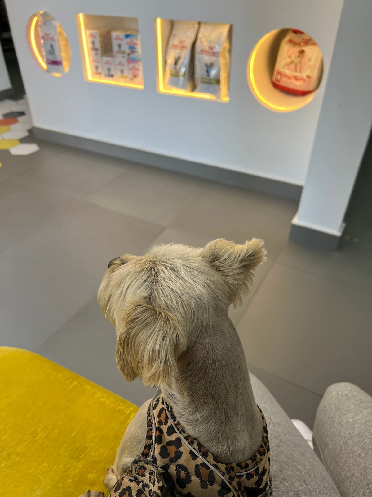 Vet in Town Veterinary Clinic 5