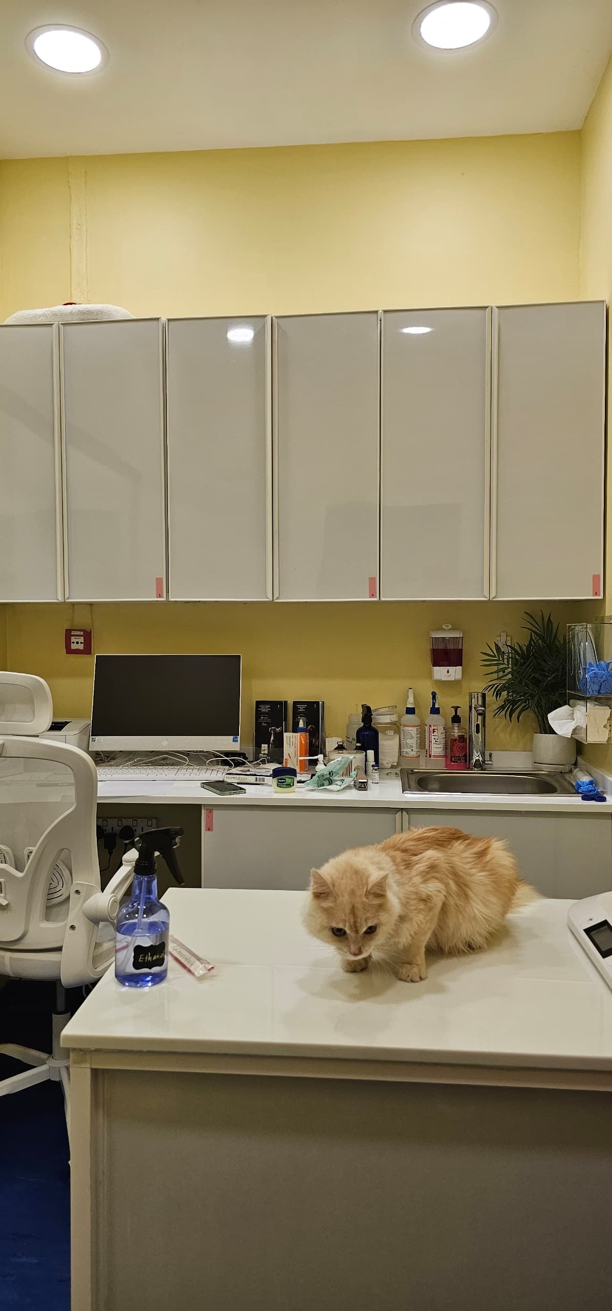 VIP Veterinary Clinic 4