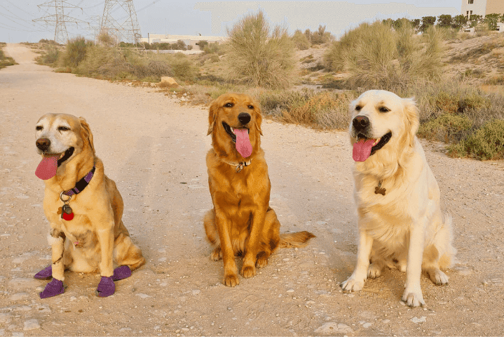 Canine Campus UAE 5