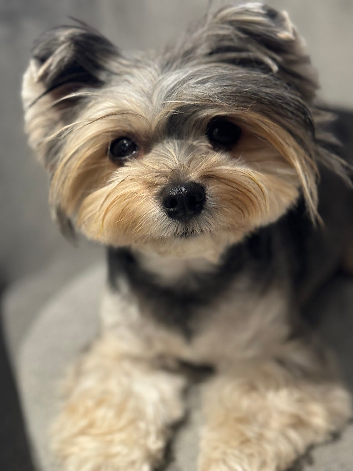 Goofy Groom Pets Grooming LLC 3