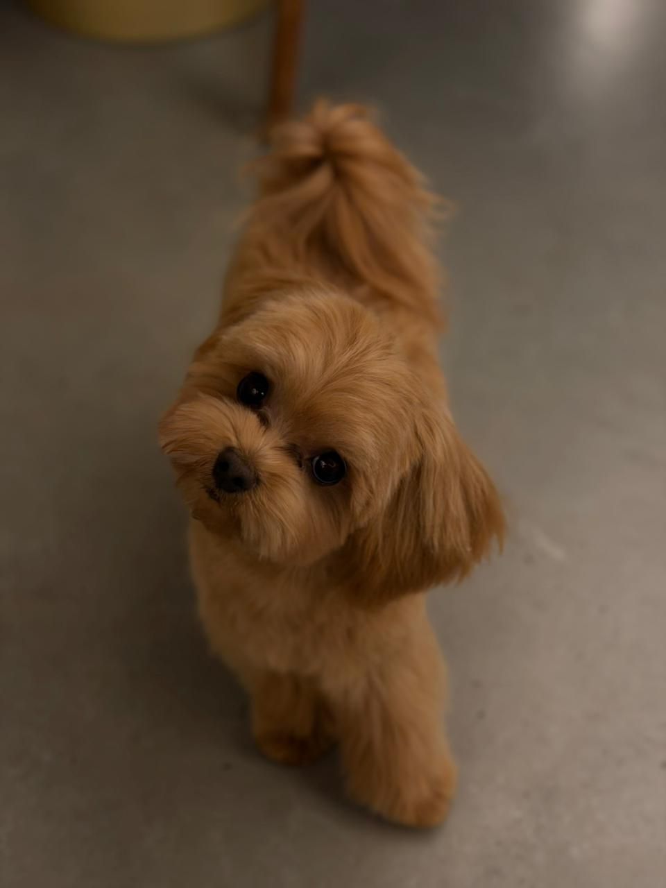 Goofy Groom Pets Grooming LLC 5