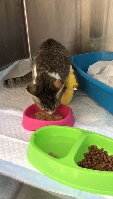 The City Vet Clinic - Abu Dhabi Branch 2