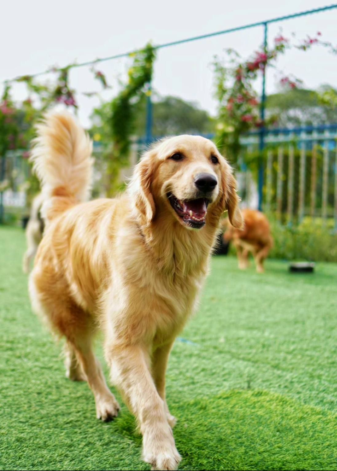 Dogizone training