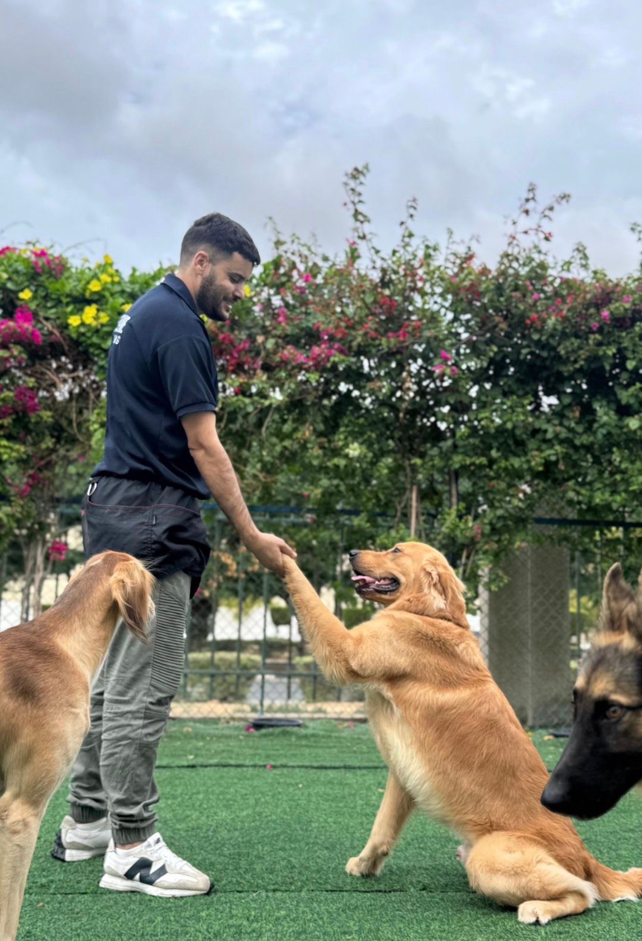 Dogizone training 2