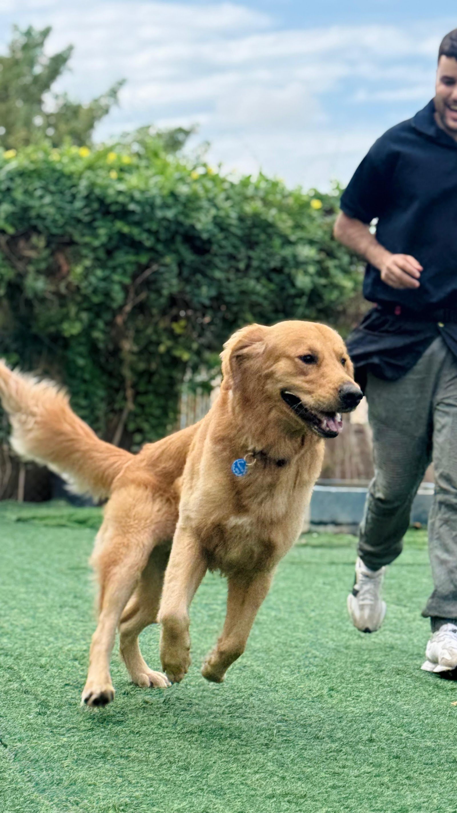 Dogizone training photo 3