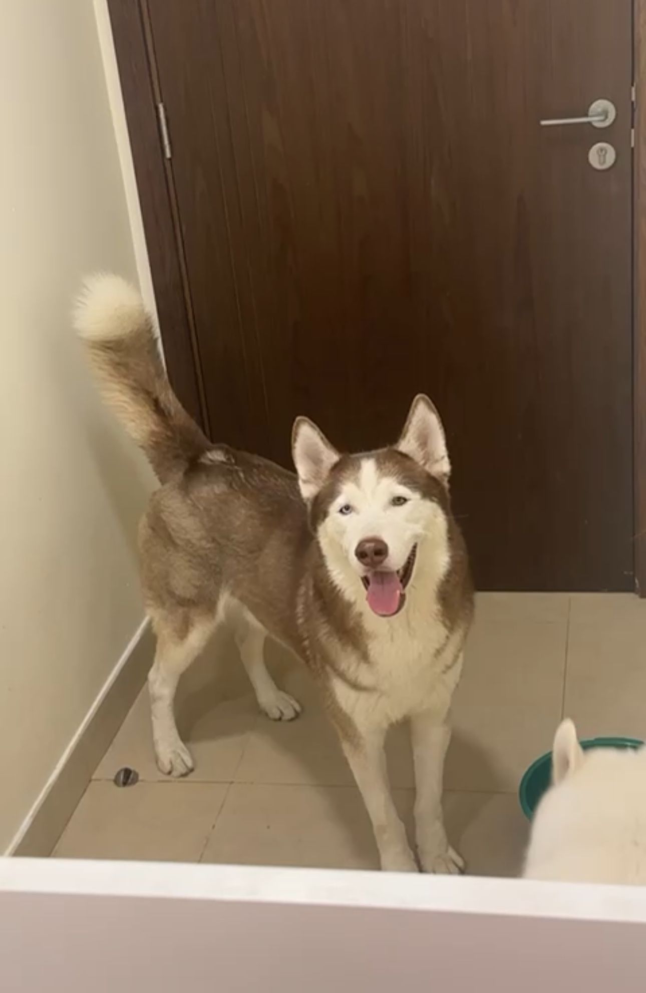 Dogizone training 4