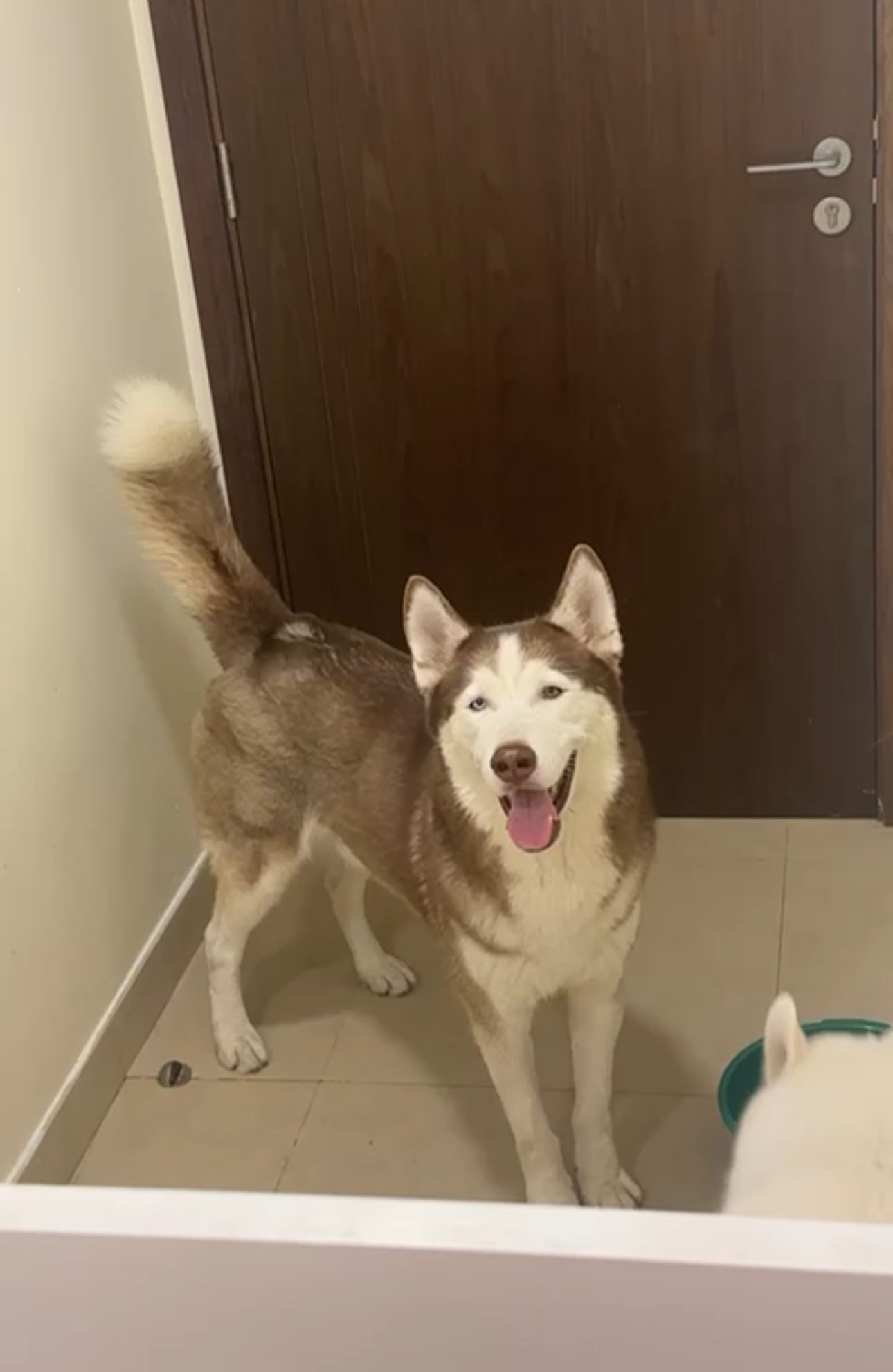 Dogizone training photo 4