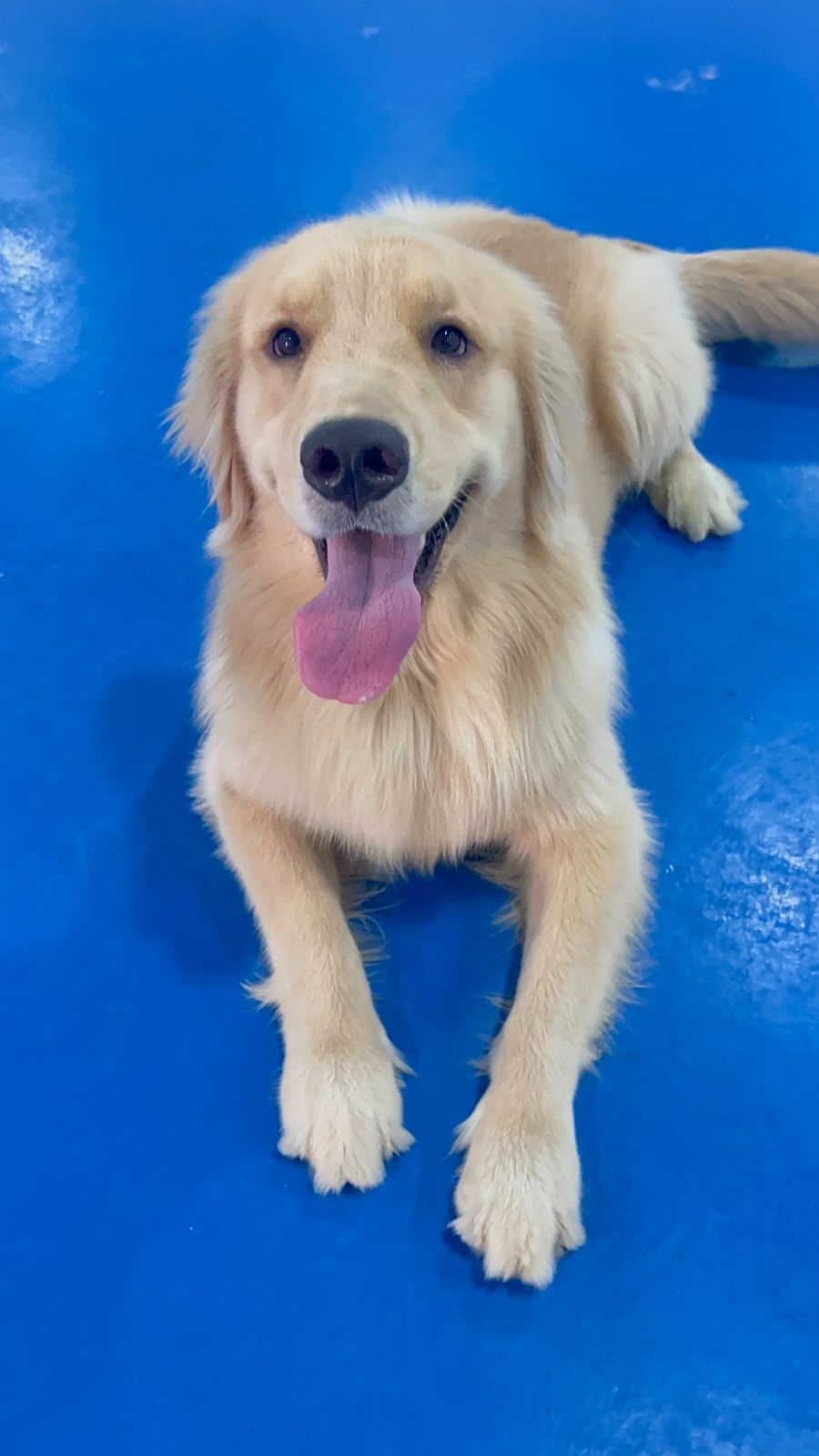 Dogizone training 5