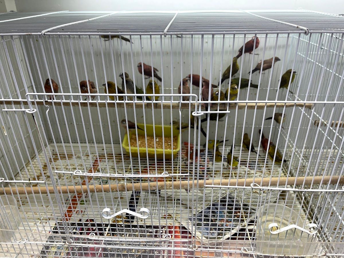 BIRDS WORLD 4