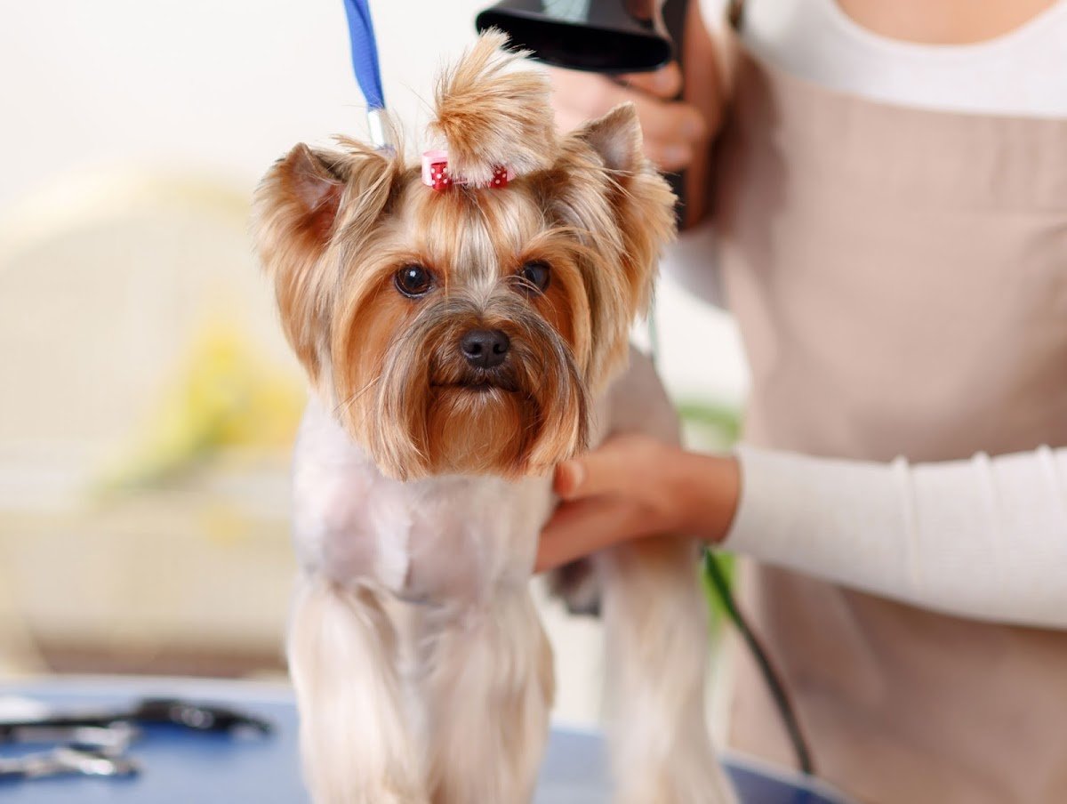 PetsCare