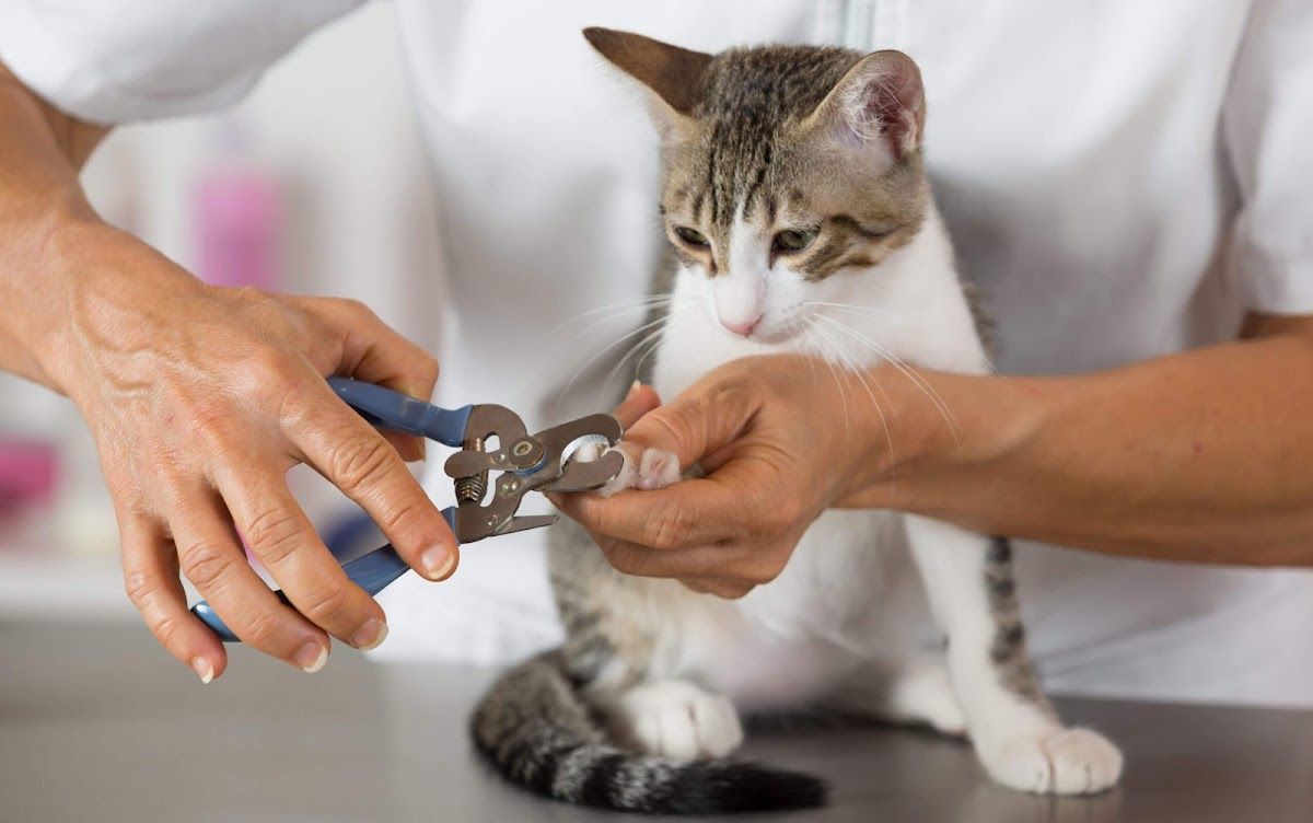 PetsCare 4