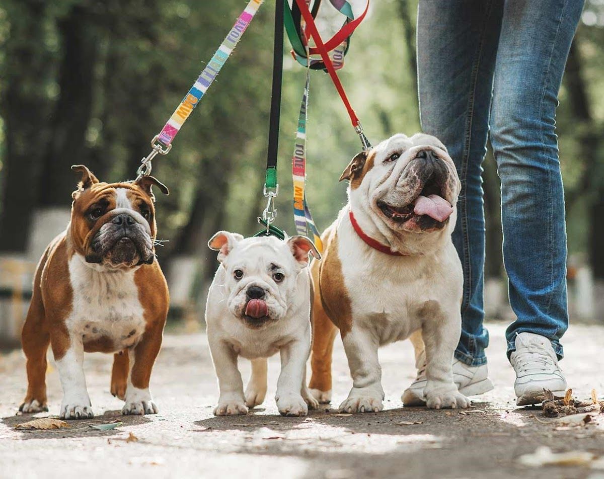 PetsCare 5