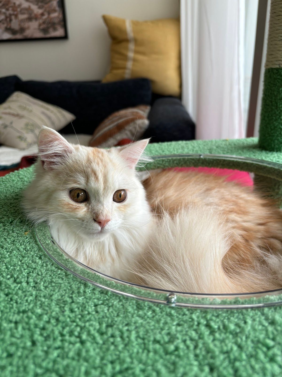 The Petshop - Umm Suqeim 4