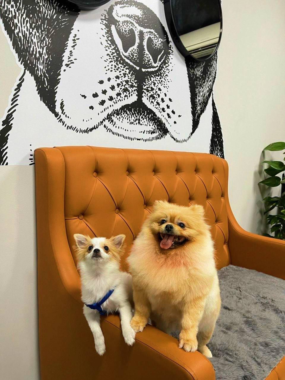 Bark Avenue UAE 3