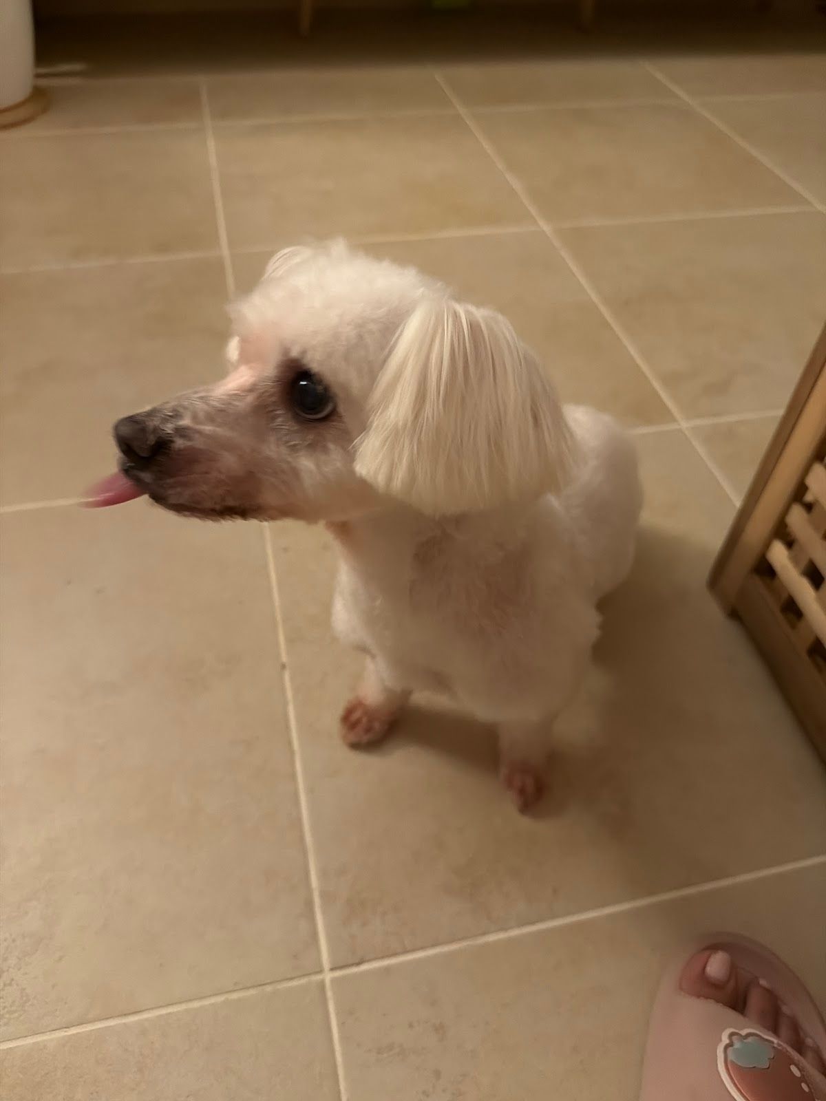 Bark Avenue UAE 5