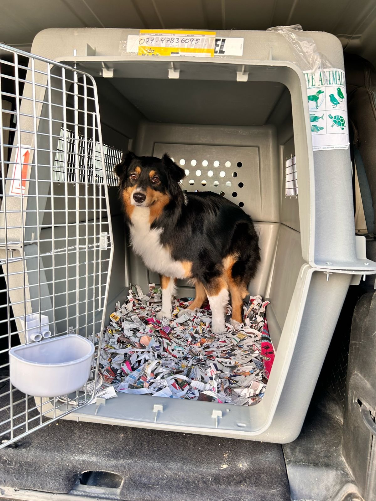 JetSet Pets - Pet Relocation Dubai photo 2