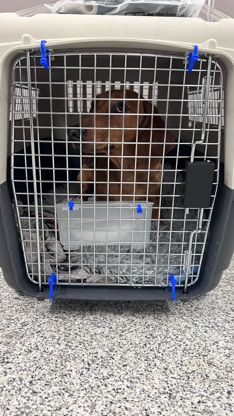 JetSet Pets - Pet Relocation Dubai photo 3