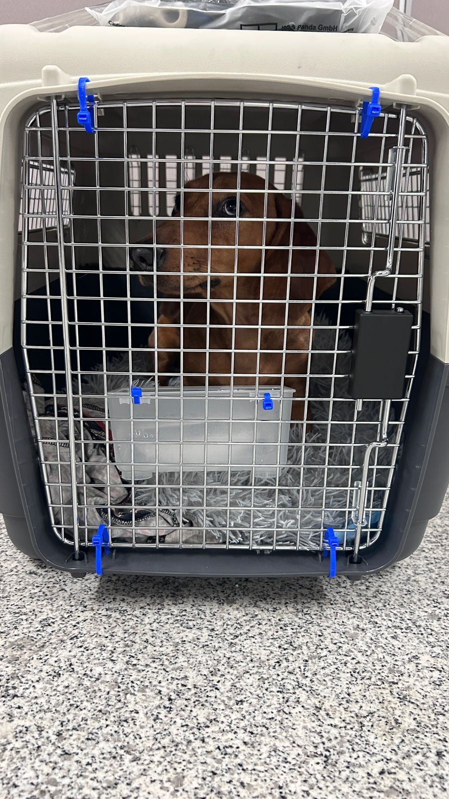JetSet Pets - Pet Relocation Dubai 3