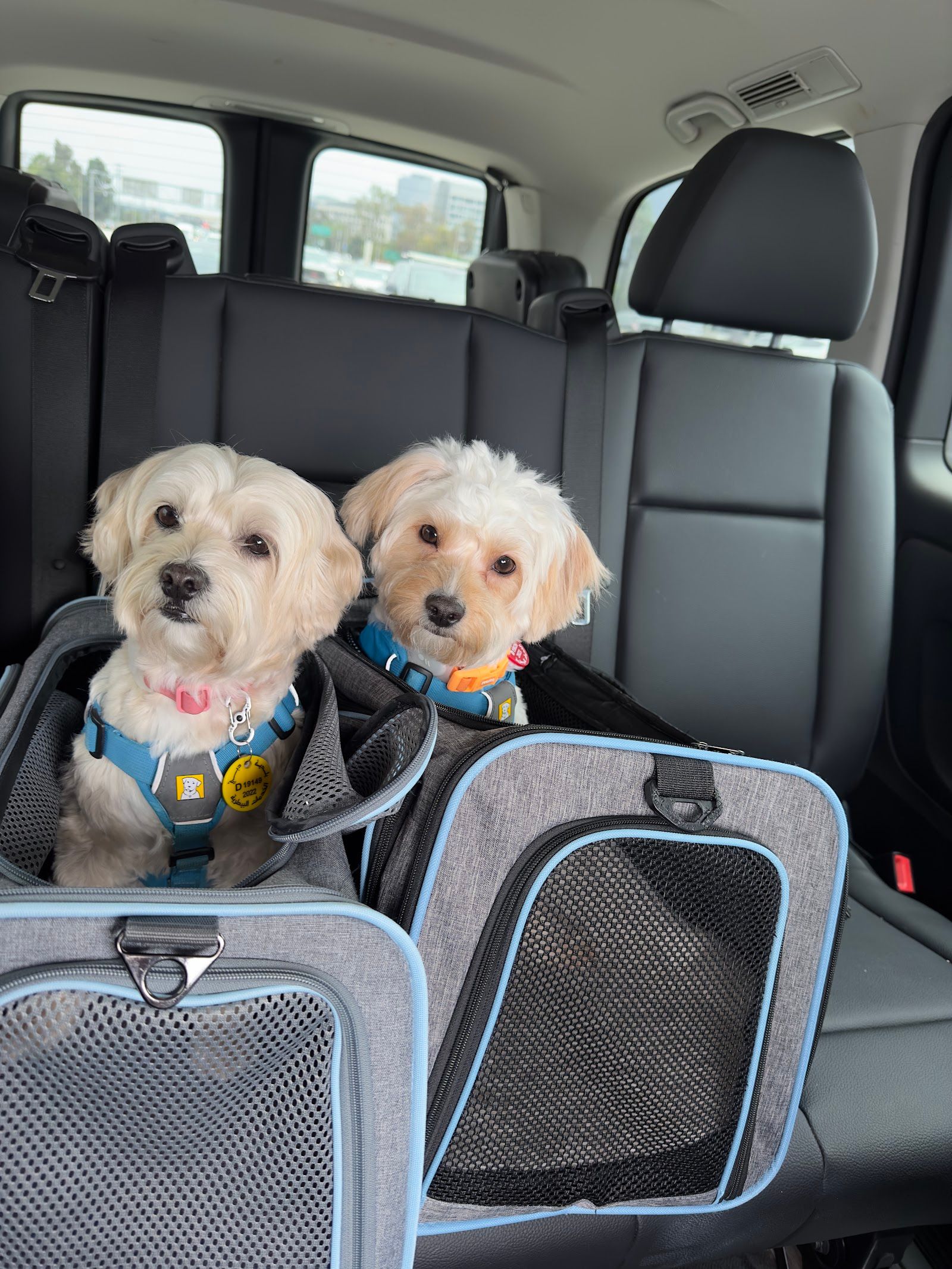 JetSet Pets - Pet Relocation Dubai 5
