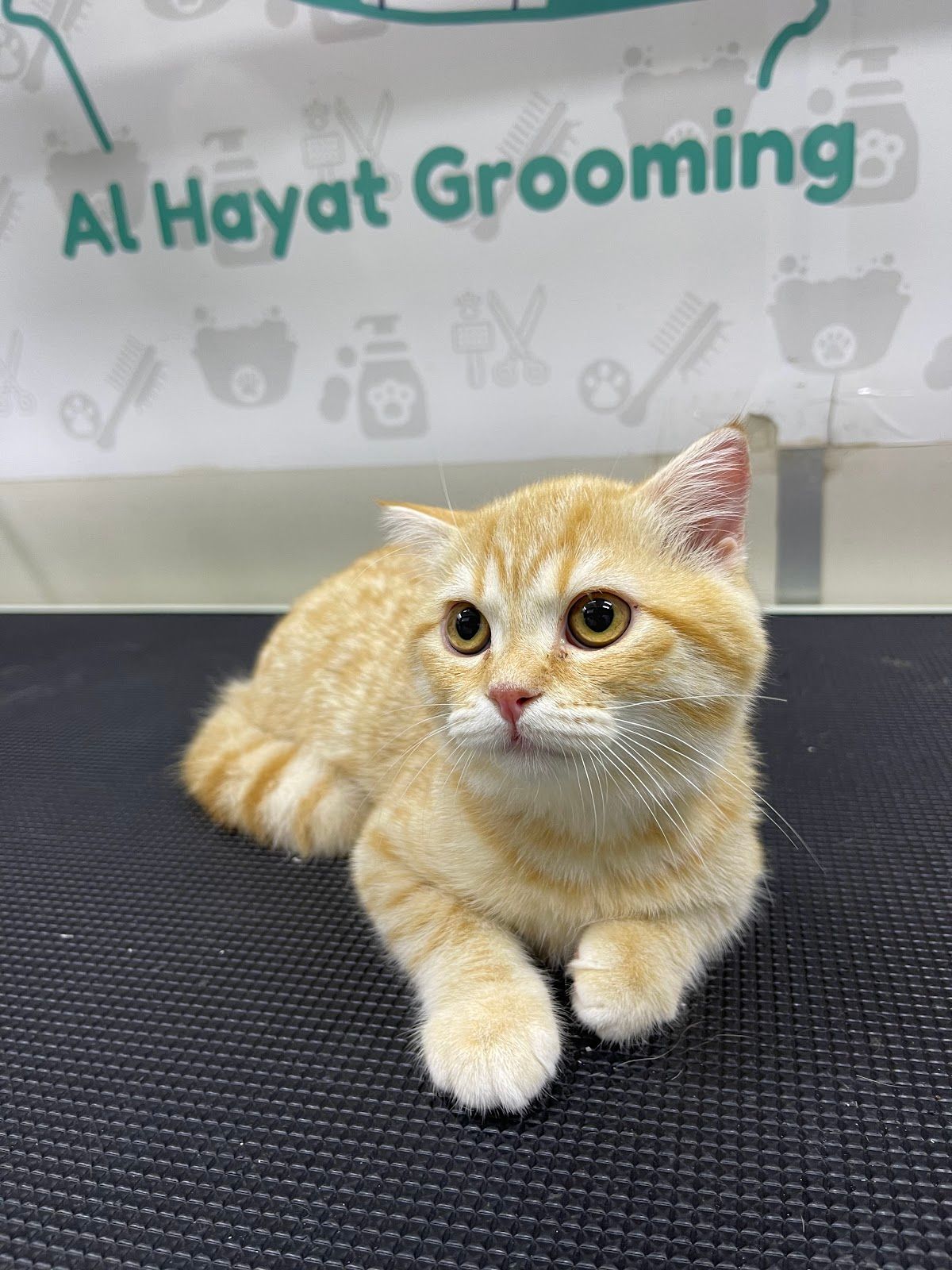 Al Hayat Mobile Grooming 4