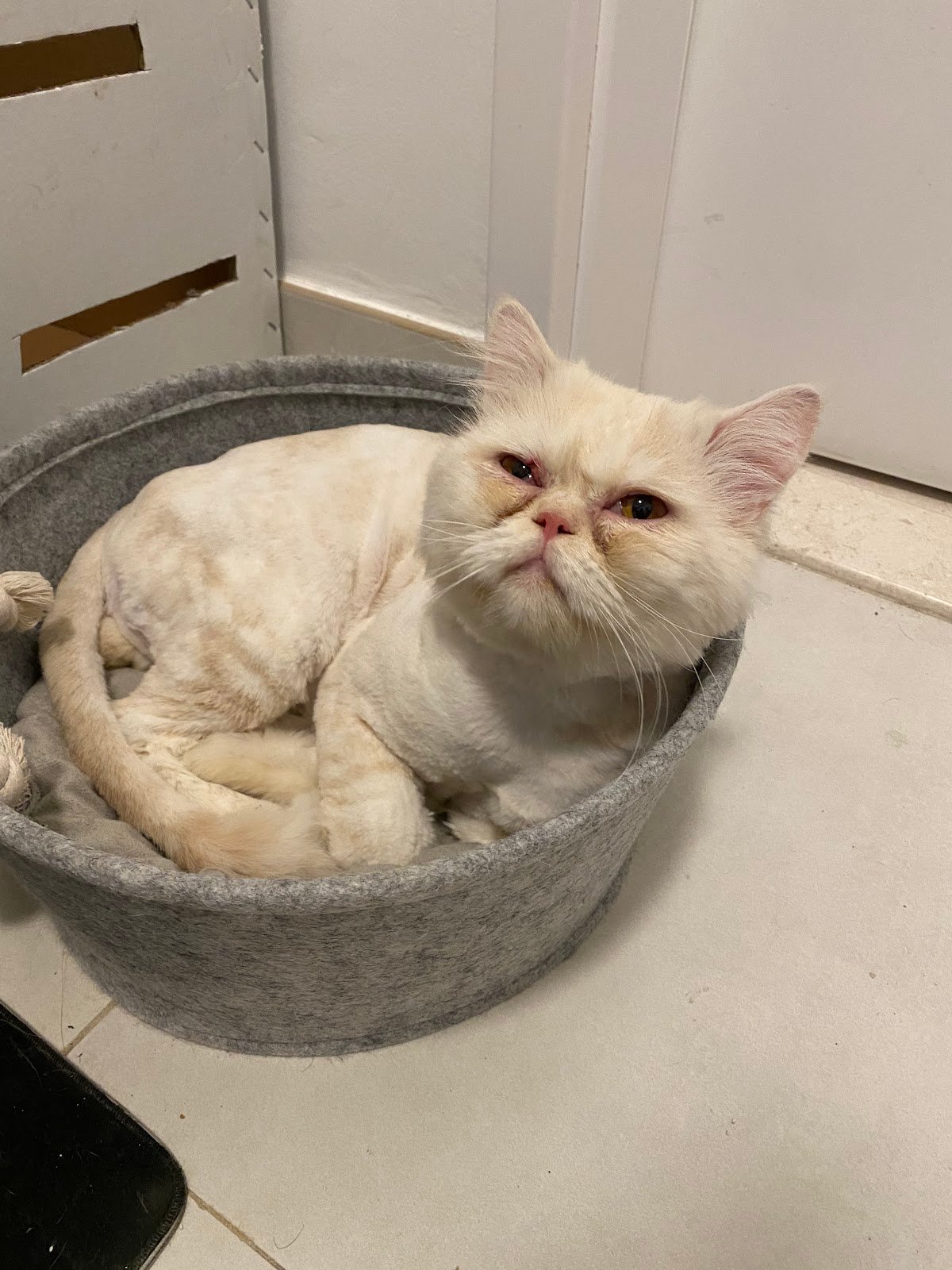 Dubai Pets Grooming