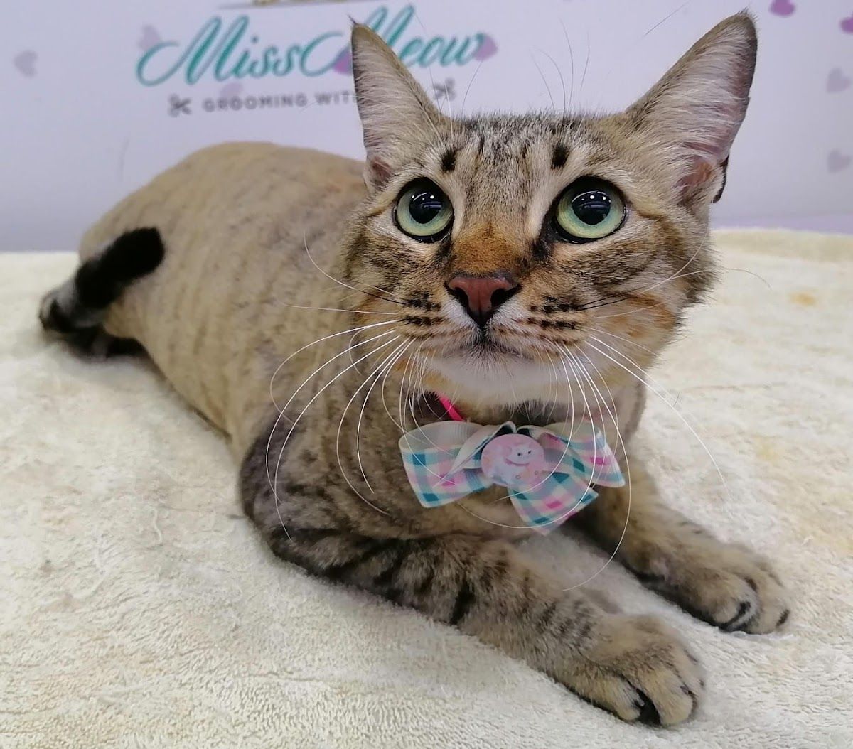 Dubai Pets Grooming 2
