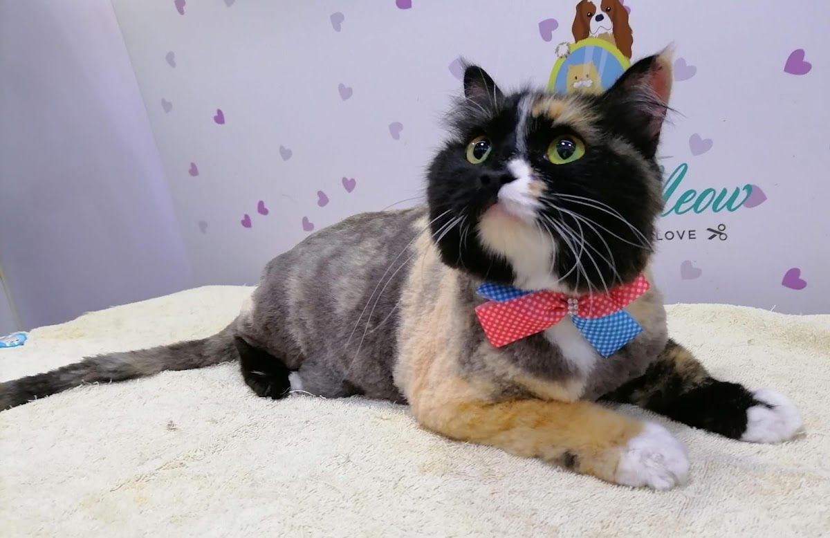 Dubai Pets Grooming 3