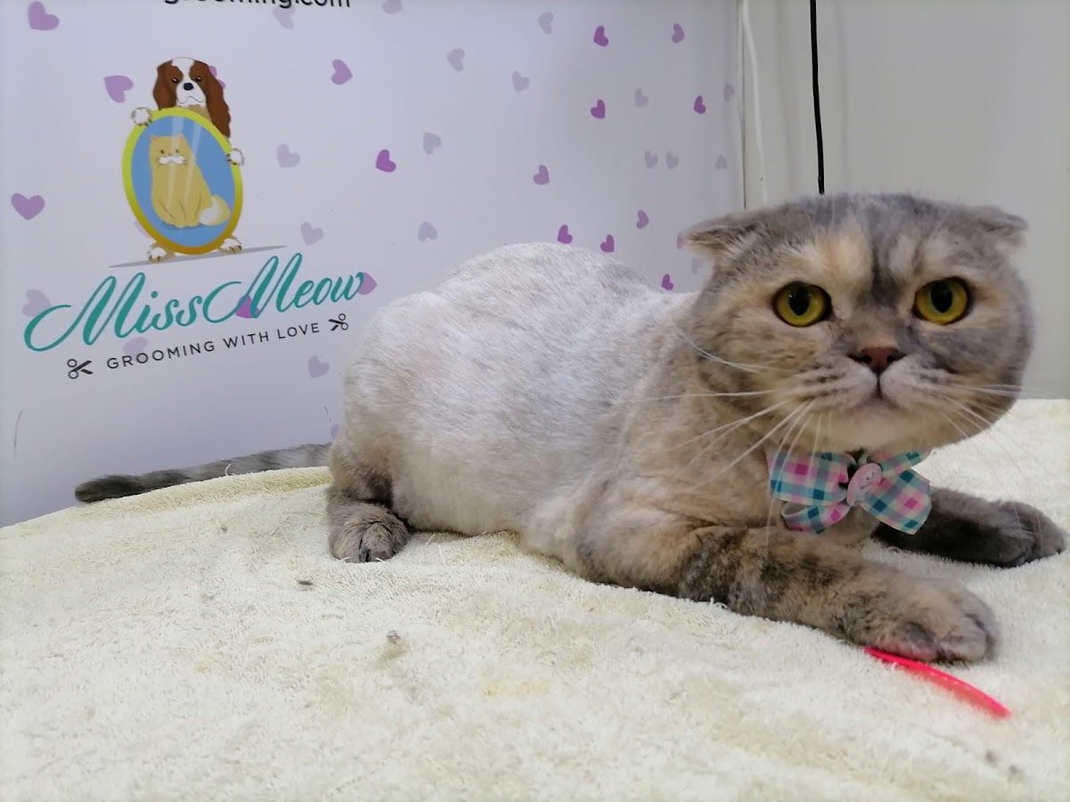 Dubai Pets Grooming 4