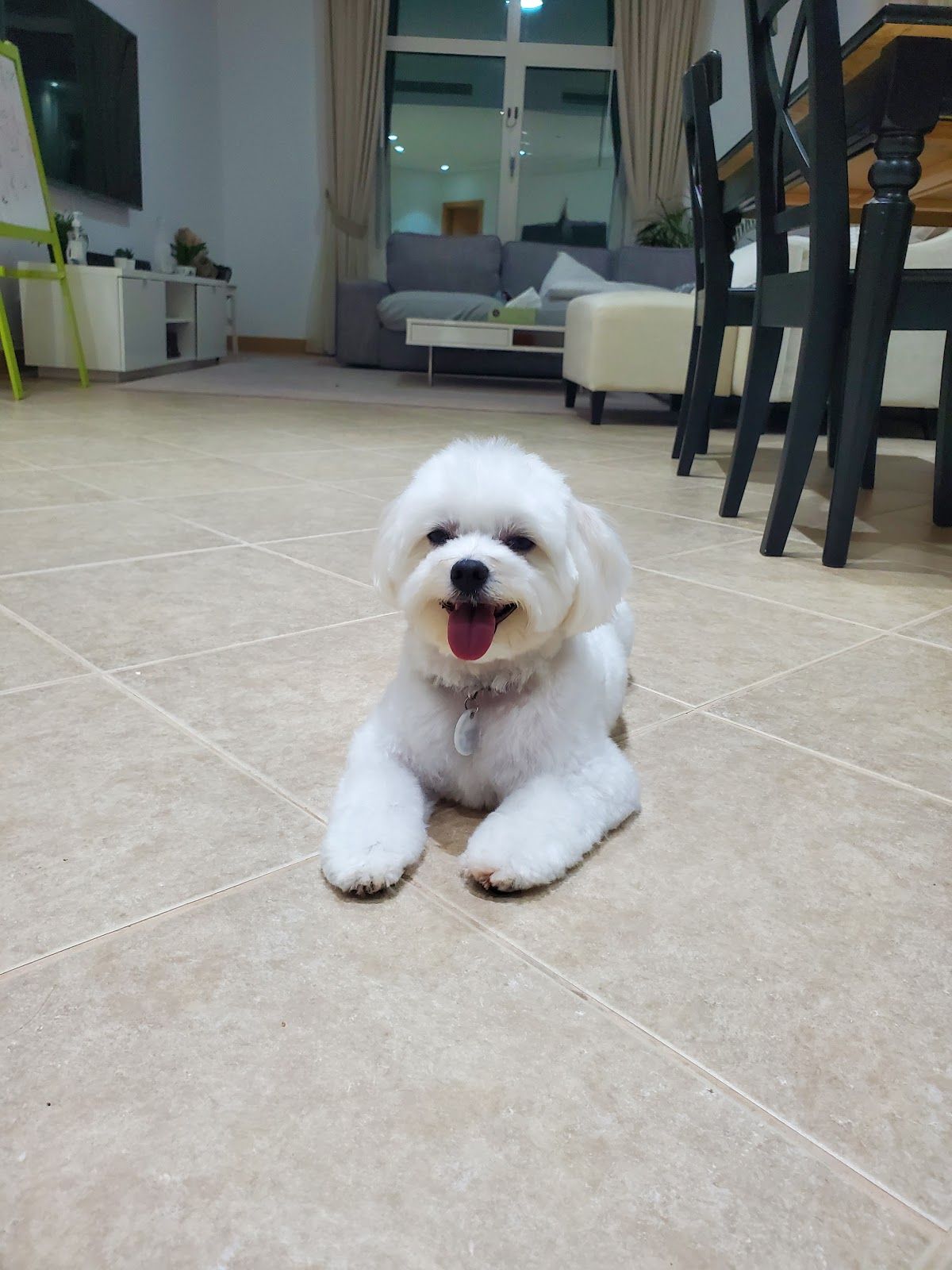 Dubai Pets Grooming 5