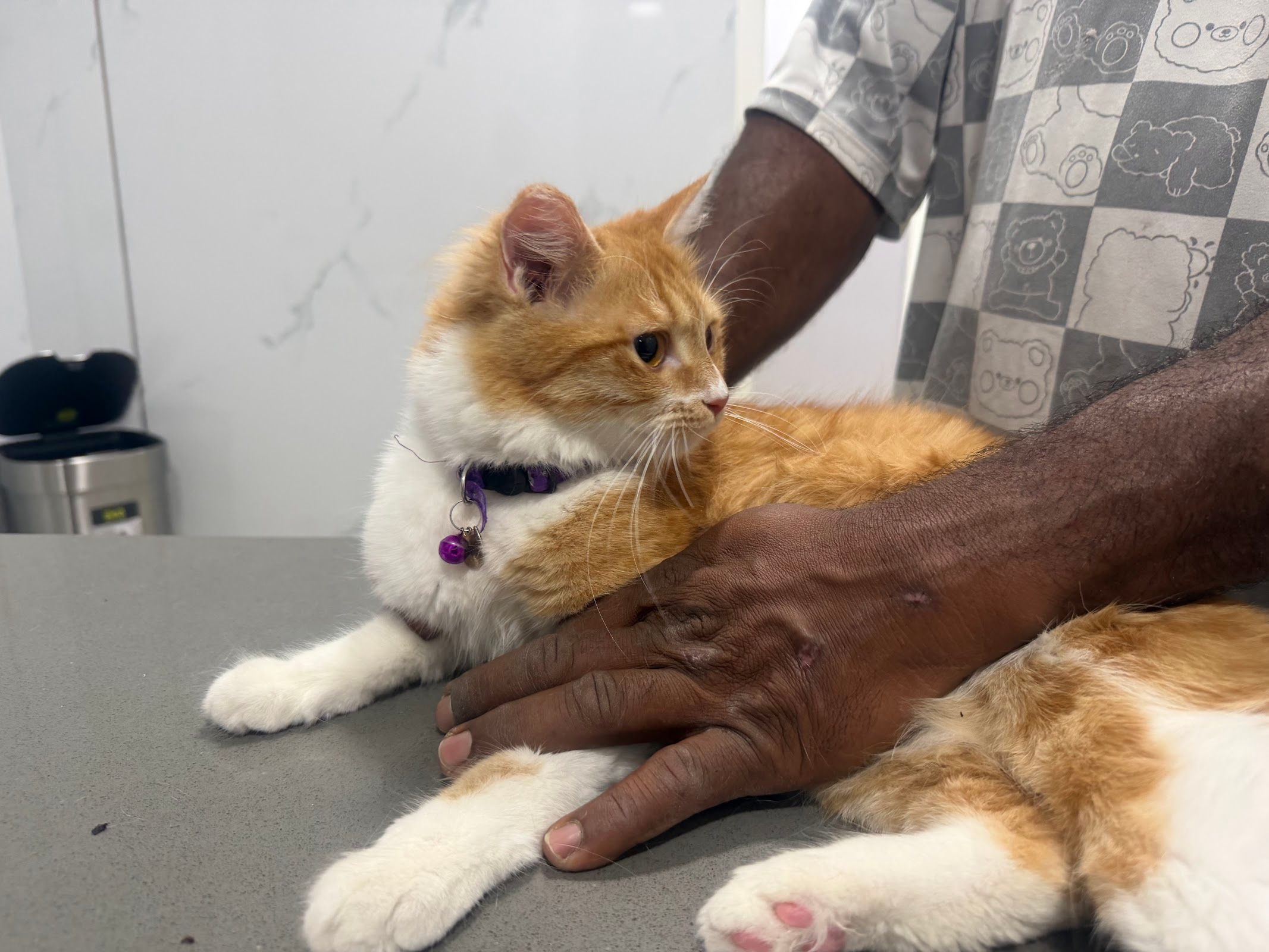 Pet Joy Clinic - Barsha Branch 2