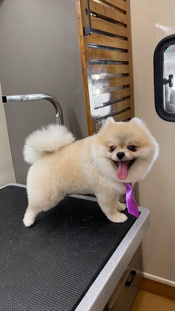 Petspoiler Pet Grooming - Mirdif 5