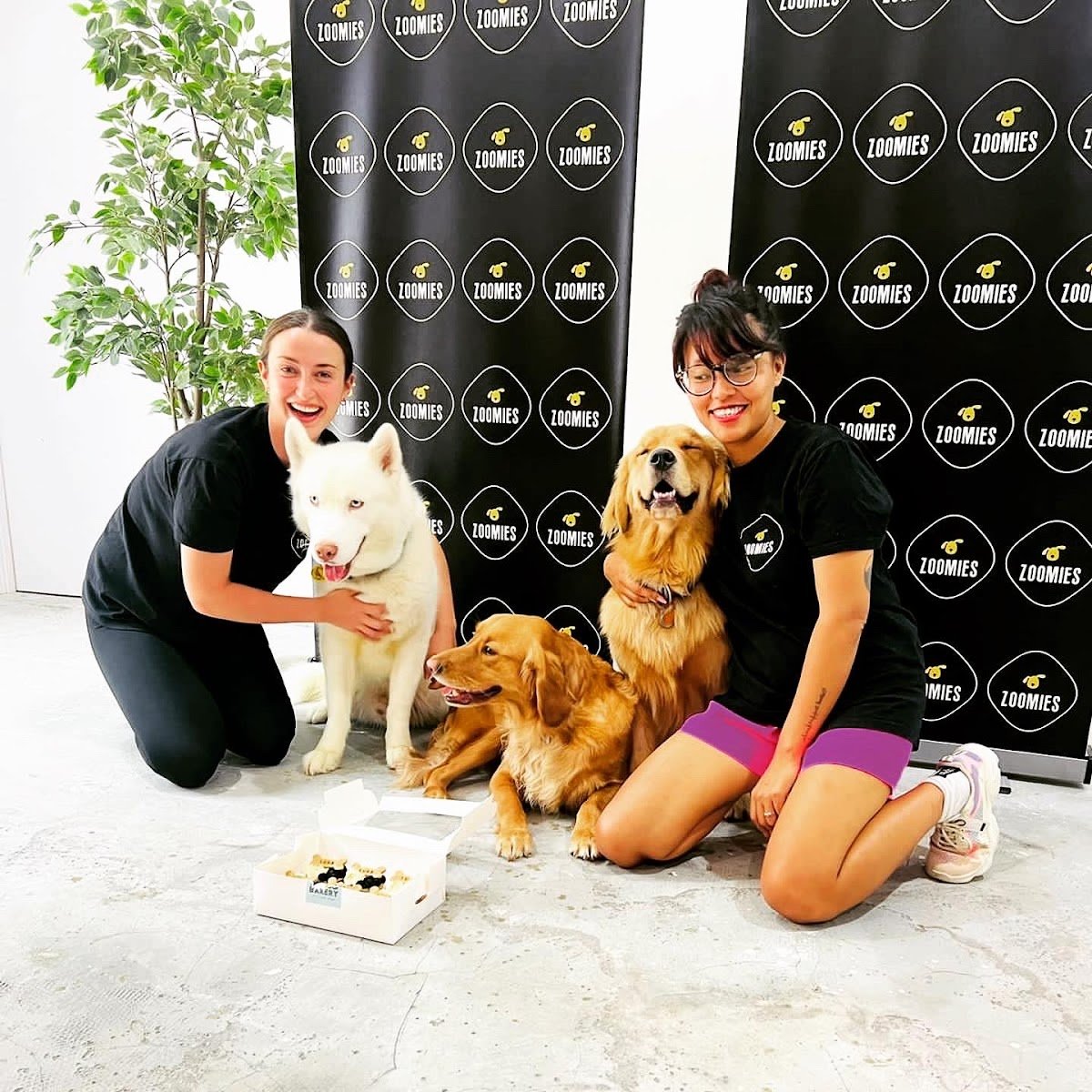 Zoomies Dog Daycare & Dog Boarding