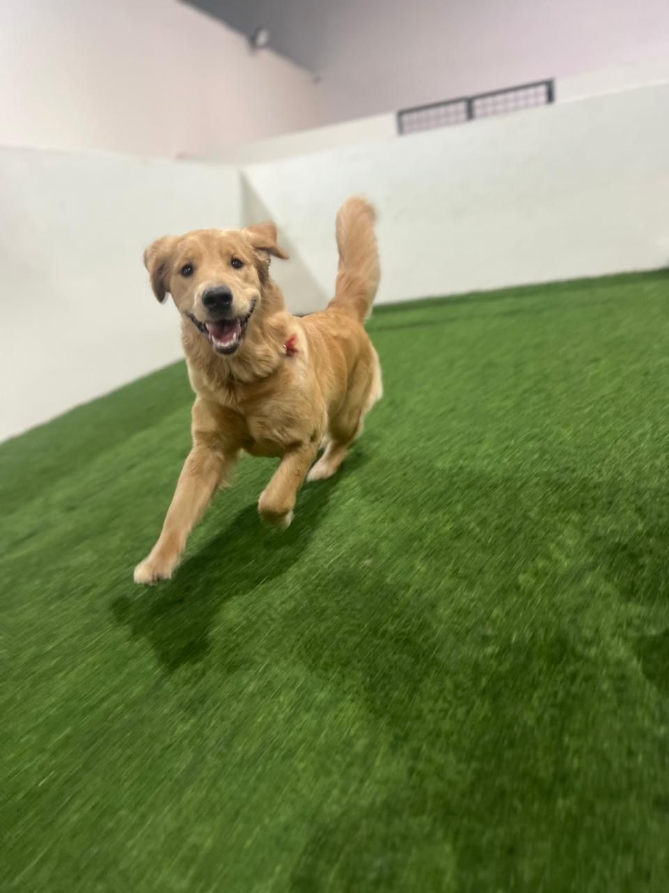 Zoomies Dog Daycare & Dog Boarding 2