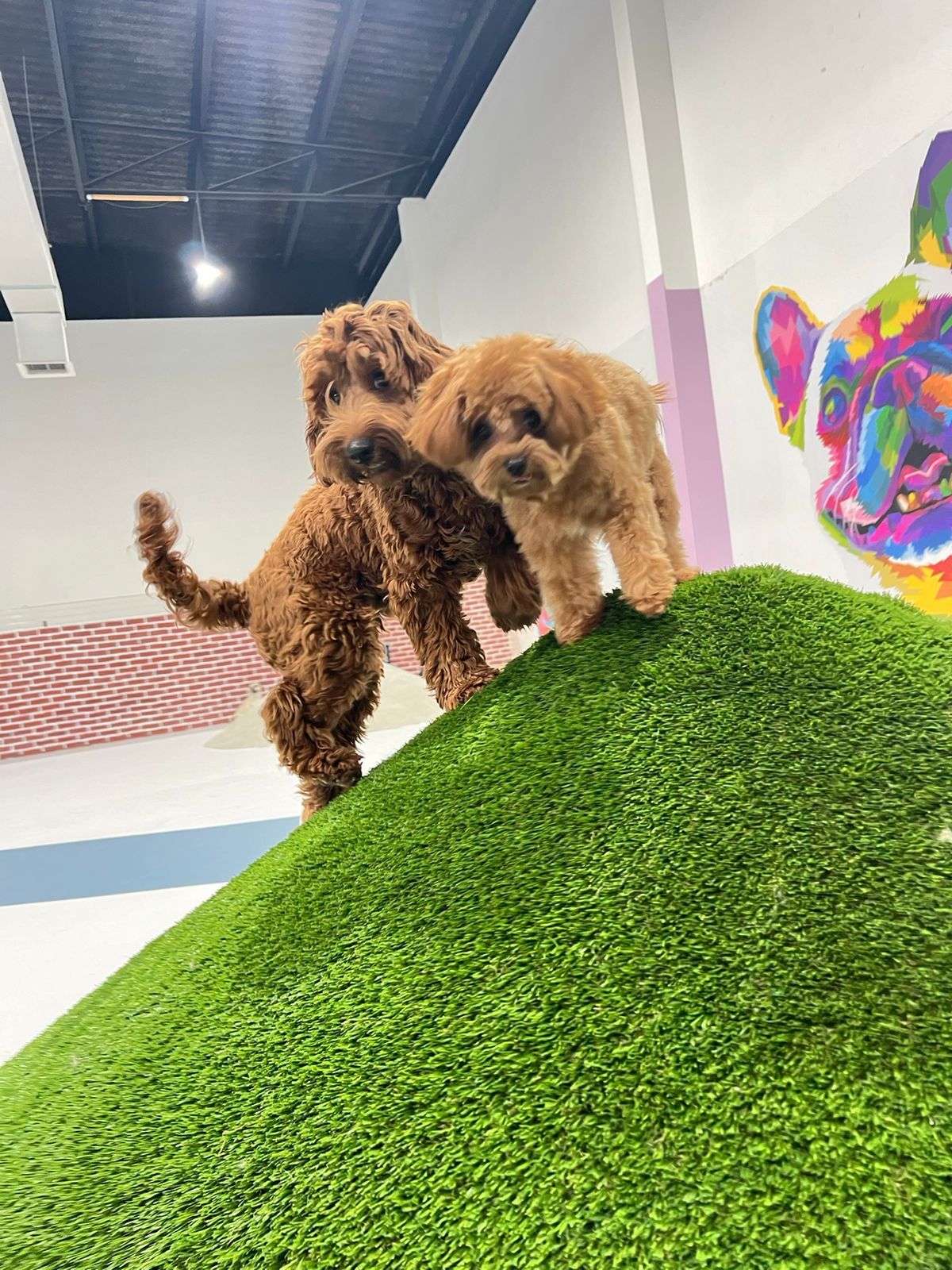 Zoomies Dog Daycare & Dog Boarding 3