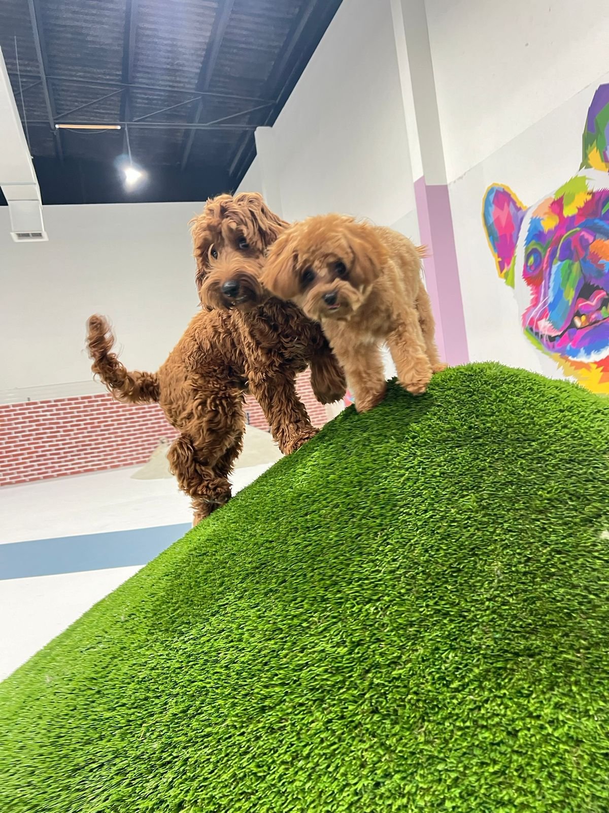 Zoomies Dog Daycare & Dog Boarding photo 3