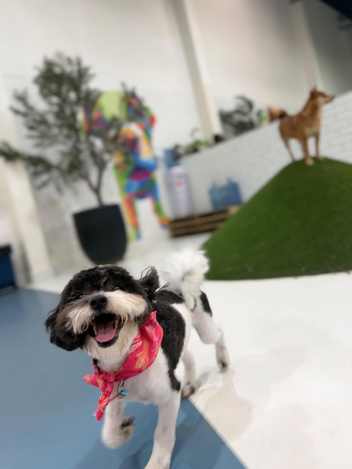 Zoomies Dog Daycare & Dog Boarding 5