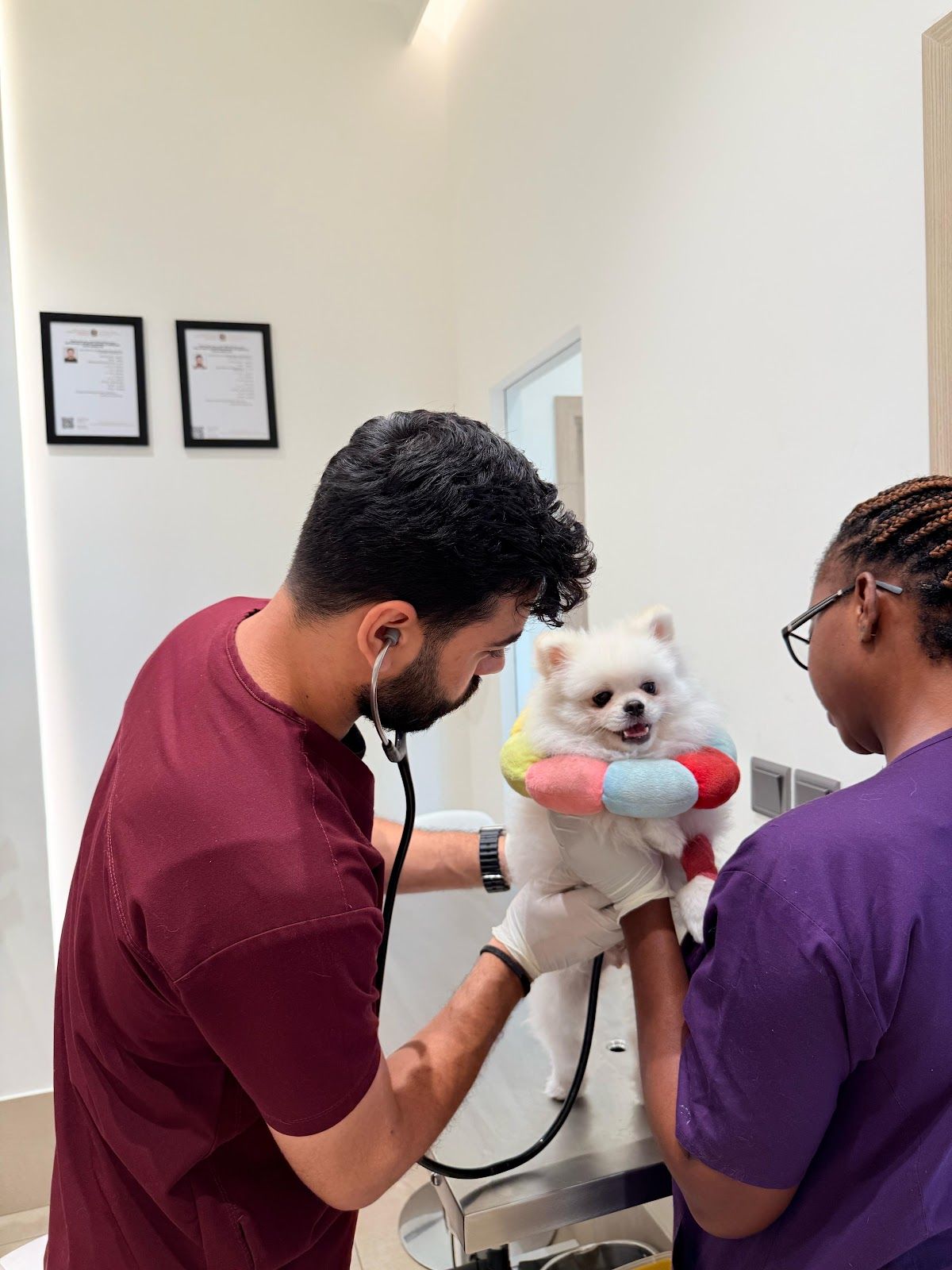 Vida Vet - Veterinary Clinic, Full Pet Health Care, Emergency Care 24/7 2