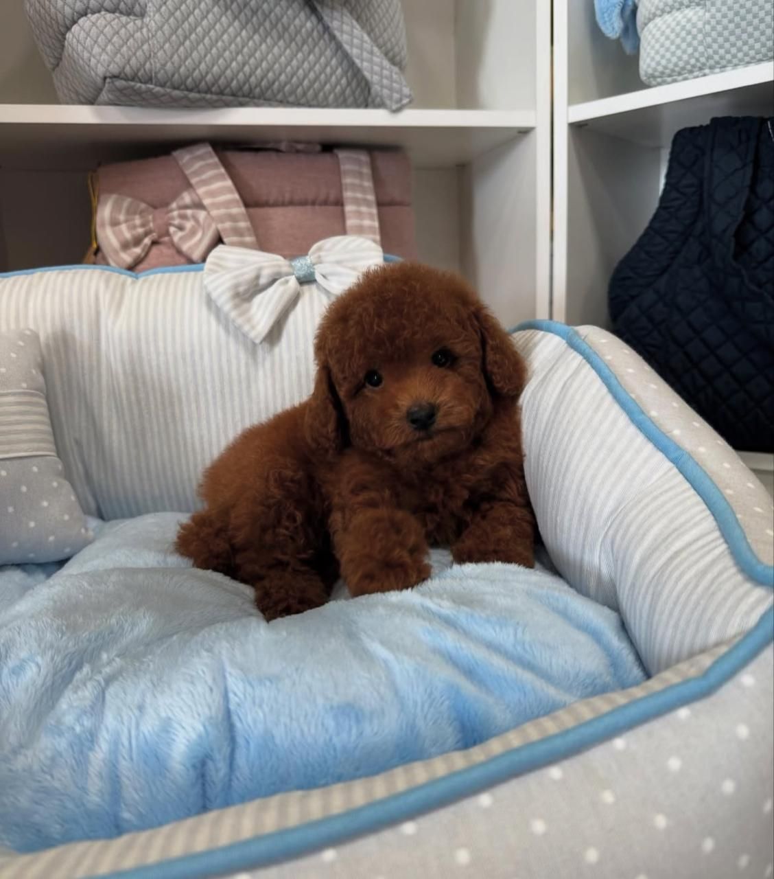 Pet lovers 5