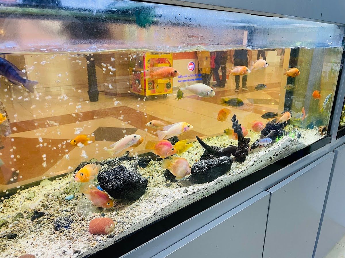 Aquarium Lives Centre 2