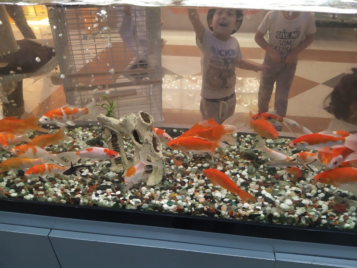Aquarium Lives Centre 3