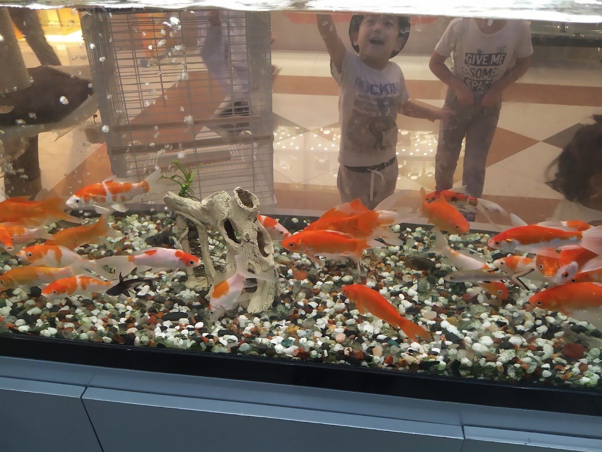 Aquarium Lives Centre photo 3