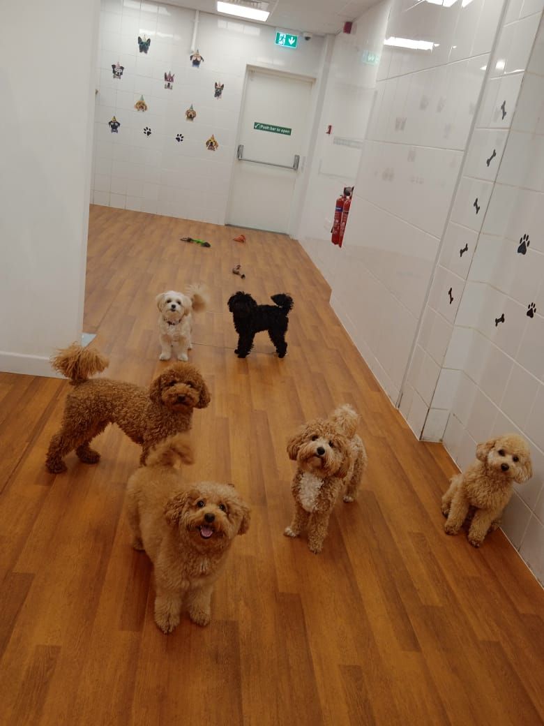 PeTiPaws Grooming & Boarding 3