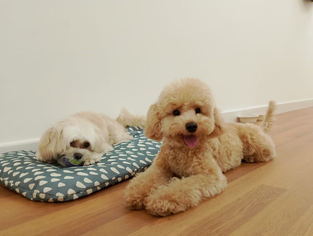 PeTiPaws Grooming & Boarding 4