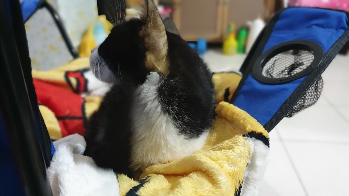 Pet Lovers Veterinary Clinic photo 2