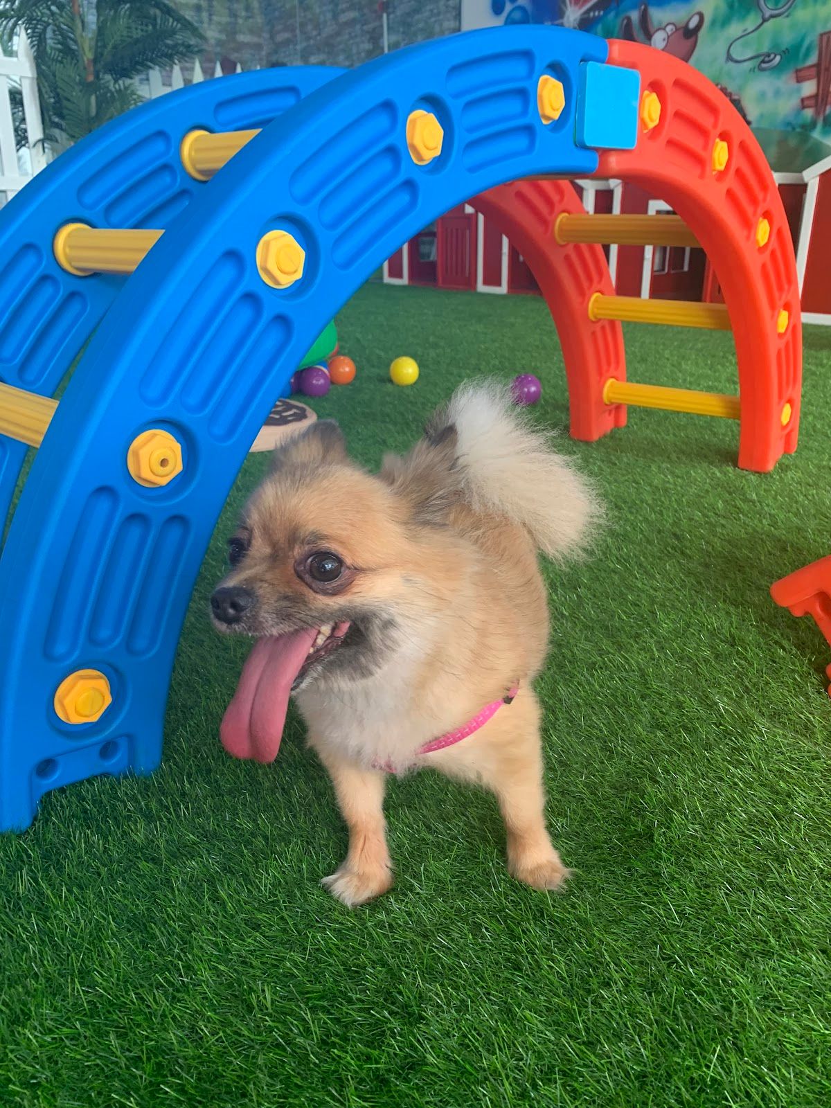 Petzania 4